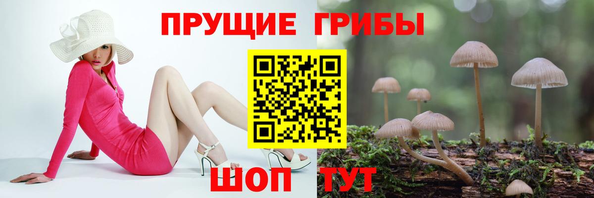 Галлюциногенные грибы Psilocybe  Вход с VPN  Сибай 